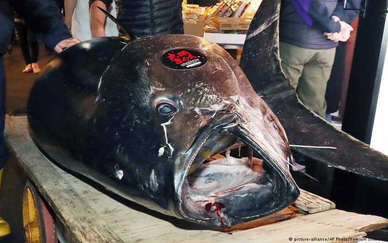 На аукционе в Токио продан тунец почти за $3, 1 млн / Новости / Портал  менеджеров и представителей оптово-продуктовых фирм. Оптовая торговля  продуктами питания.